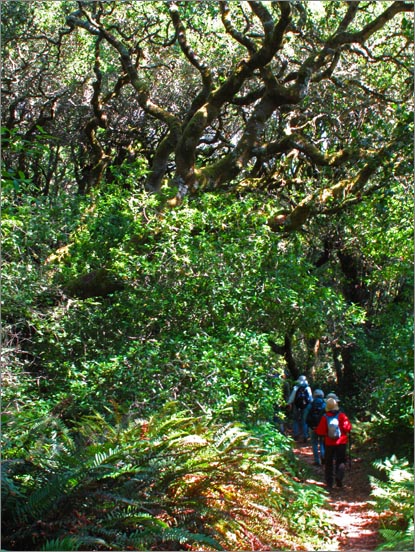 sm (06) 090716 Tomales.jpg - Descending into a thick Bishop Pine undergrowth of huckleberries, hazelnuts and ferns.